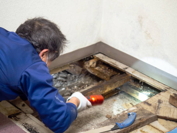 Best Commercial Mold Removal  in Dixon, CA
