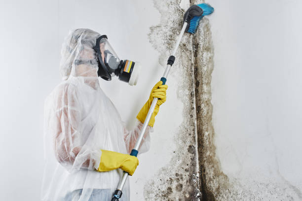 Best Office Mold Removal Services  in Dixon, CA