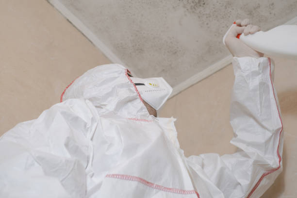 Best Attic Mold Removal  in Dixon, CA