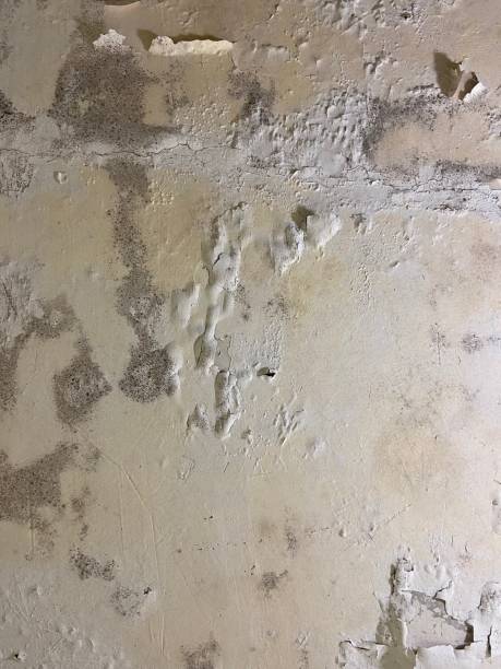 Best Mold Testing  in Dixon, CA
