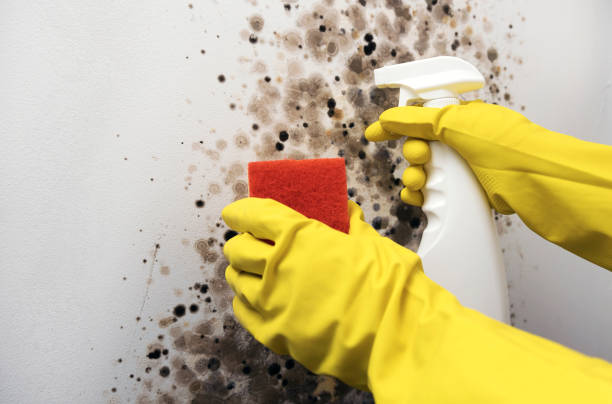 Attic Mold Removal in Dixon, CA