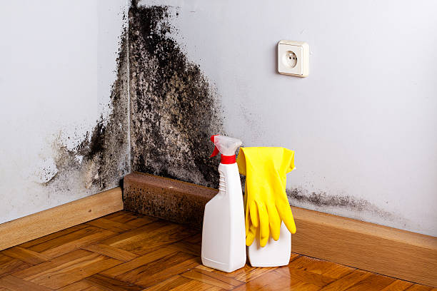 Office Mold Removal Services in Dixon, CA