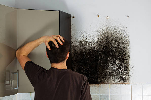 Best Mold Remediation Services  in Dixon, CA