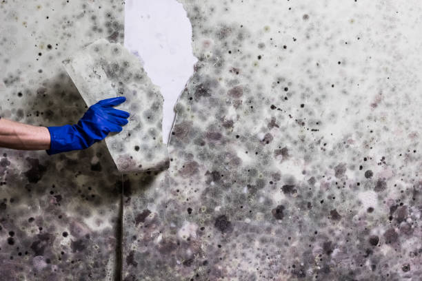 Trusted Dixon, CA Mold Removal Experts